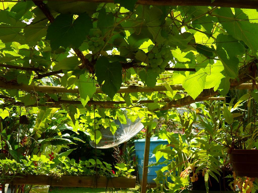 Pousada Capim Melado Ubatuba Exterior foto